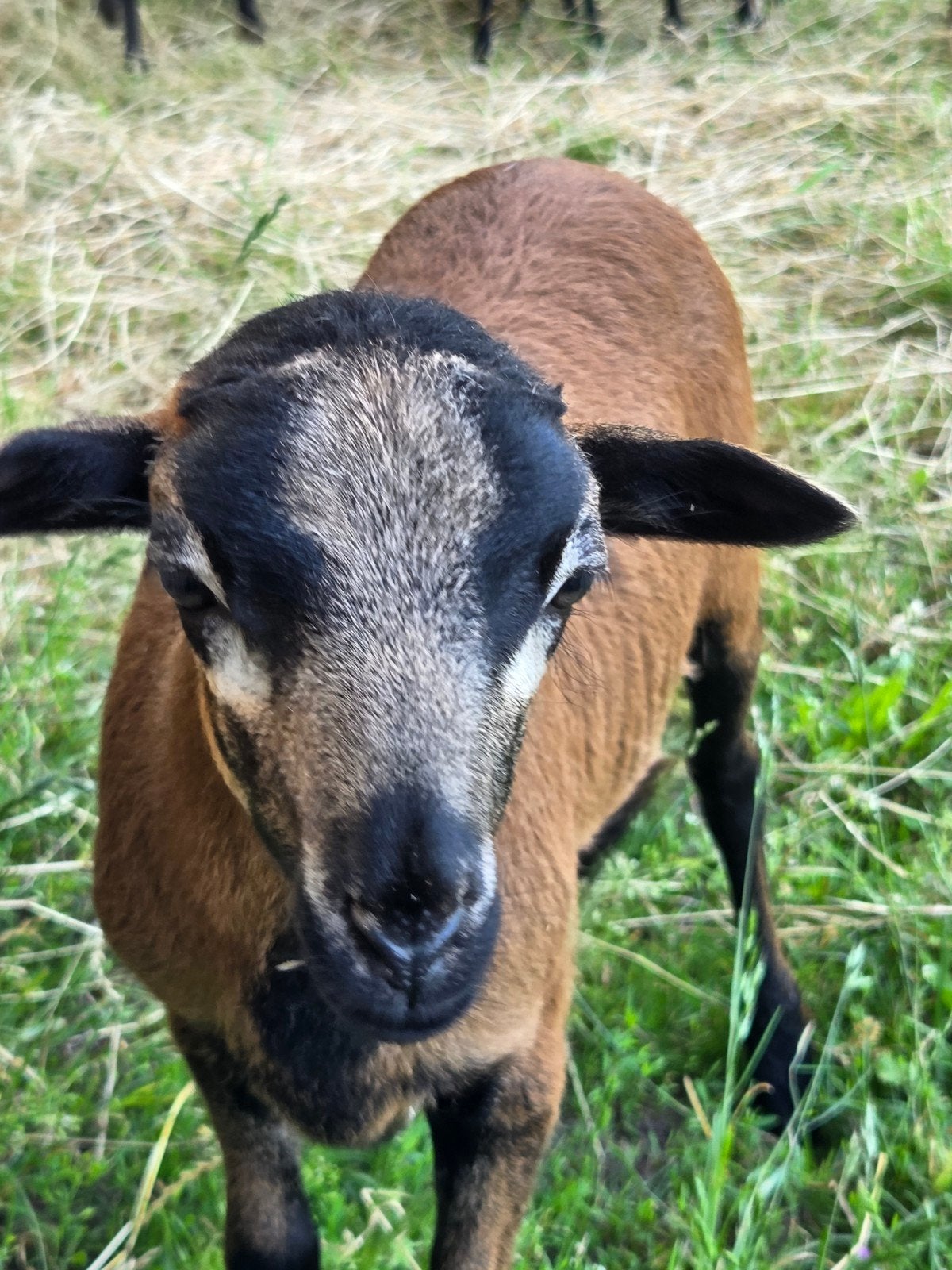 Kameroen ramlammeren, Dieren en Toebehoren, Mannelijk, Schaap, 0 tot 2 jaar