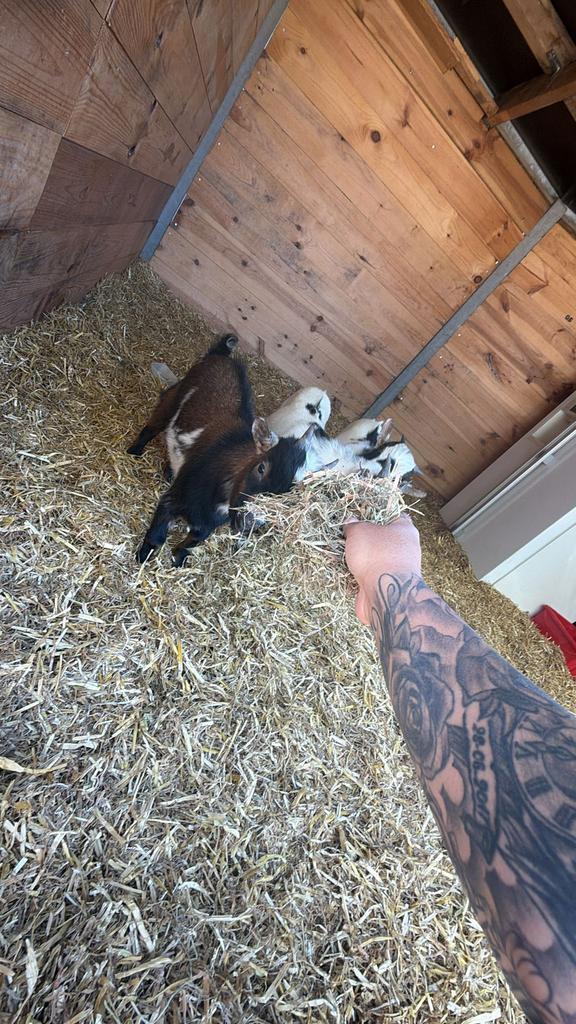 Gezocht! Jong geitje, Dieren en Toebehoren, Vrouwelijk, Geit