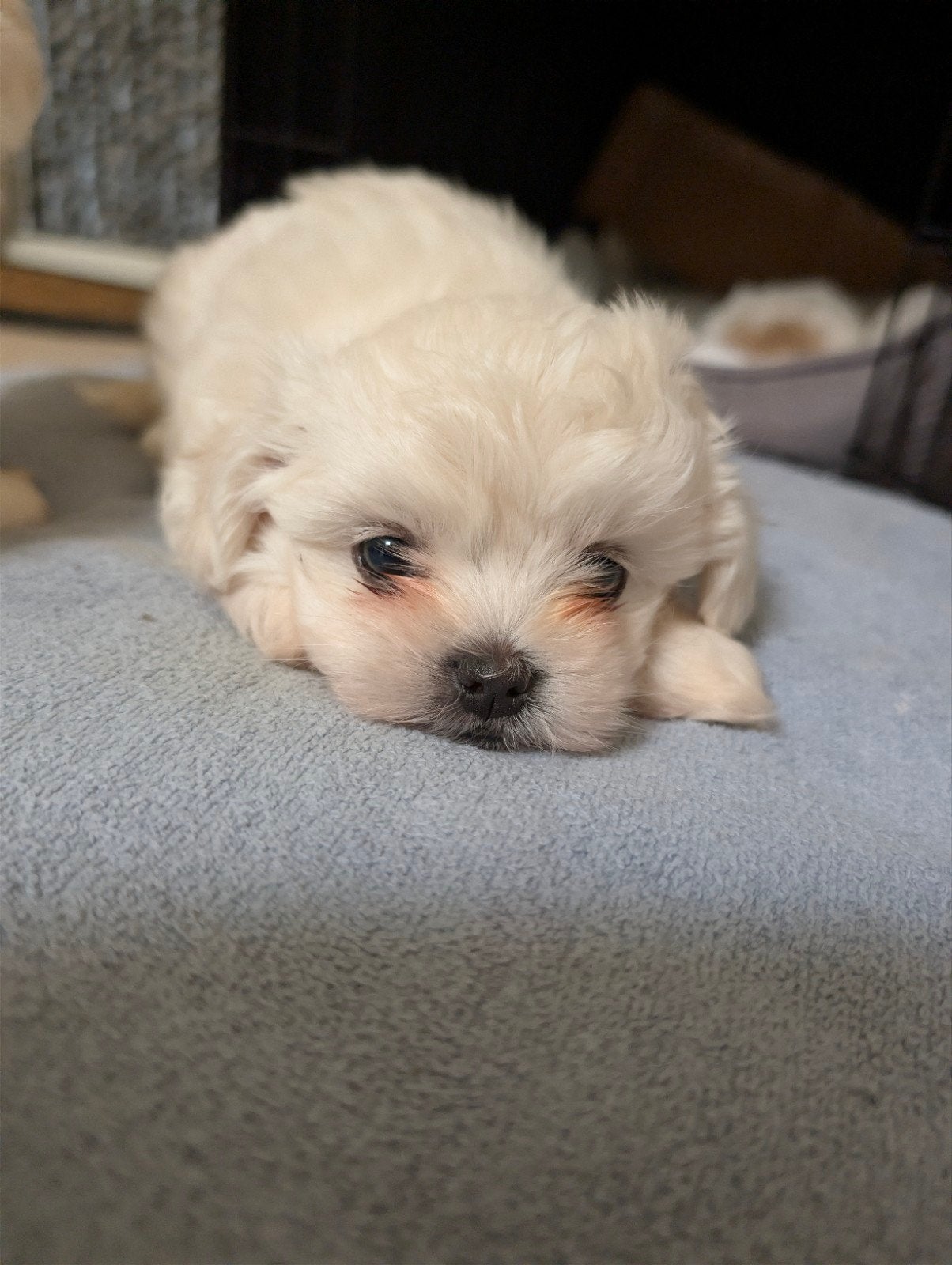 Boy en girl martezer / bichon, Dieren en Toebehoren, Honden | Chihuahua's en Gezelschapshonden, Maltezer, Reu, 8 tot 15 weken