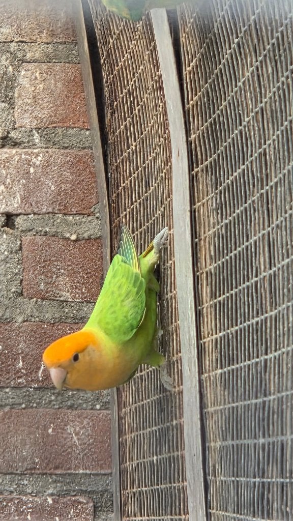 dwergpapagaaitjes, Meerdere dieren, Dwergpapegaai of Agapornis