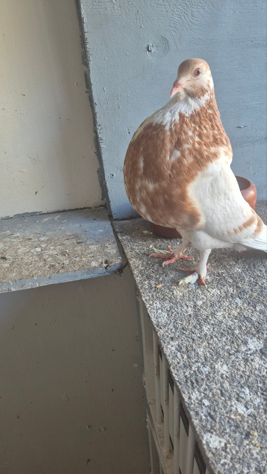 Geelvale gaditano duif, Dieren en Toebehoren, Vogels | Duiven, Vrouwelijk, Kropper