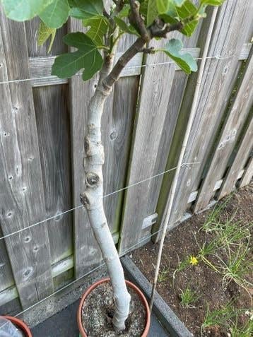 Vijgenboom stekje ca 70cm hoog, Tuin en Terras, Planten | Tuinplanten, Ophalen, Volle zon, Vaste plant, Zomer