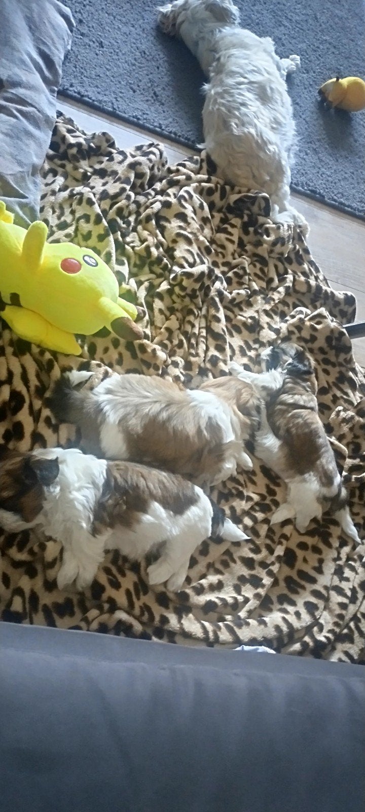 Shih-Tzu puppies, Dieren en Toebehoren, Honden | Chihuahua's en Gezelschapshonden, 8 tot 15 weken, Parvo, Meerdere, Meerdere dieren
