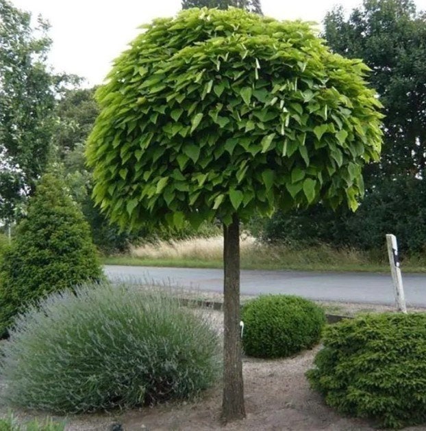 Catalpa bolboom stamhoogte ca. 200 cm., Tuin en Terras, Bloeit niet, Ophalen of Verzenden, 100 tot 250 cm, Volle zon