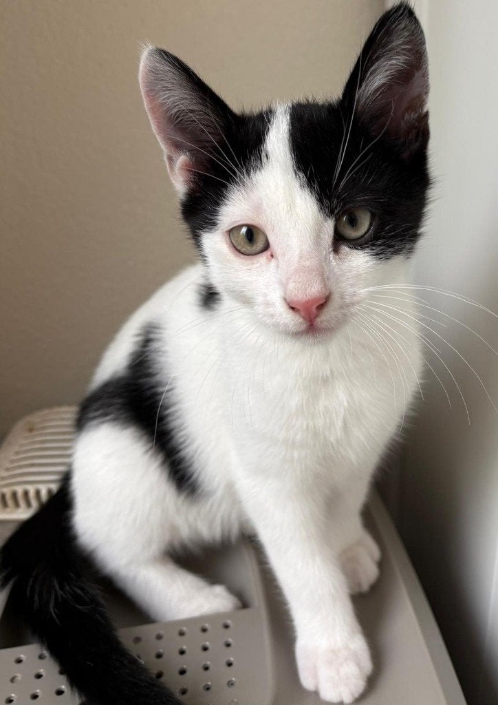 Nog 2 super schattige kittens, Meerdere dieren, Kortharig, 0 tot 2 jaar