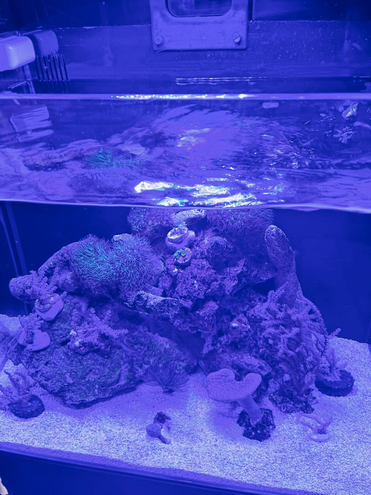 Mooie levendsteen met koralen, Dieren en Toebehoren, Vissen | Aquariumvissen, Overige typen, Zoutwatervis
