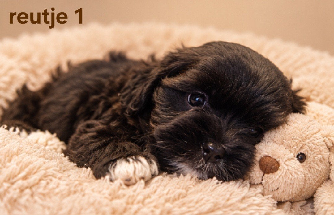 Super mooie gezonde boomer pups. maltezer maal shih tzu, Overige rassen, 8 tot 15 weken, CDV (hondenziekte), Meerdere