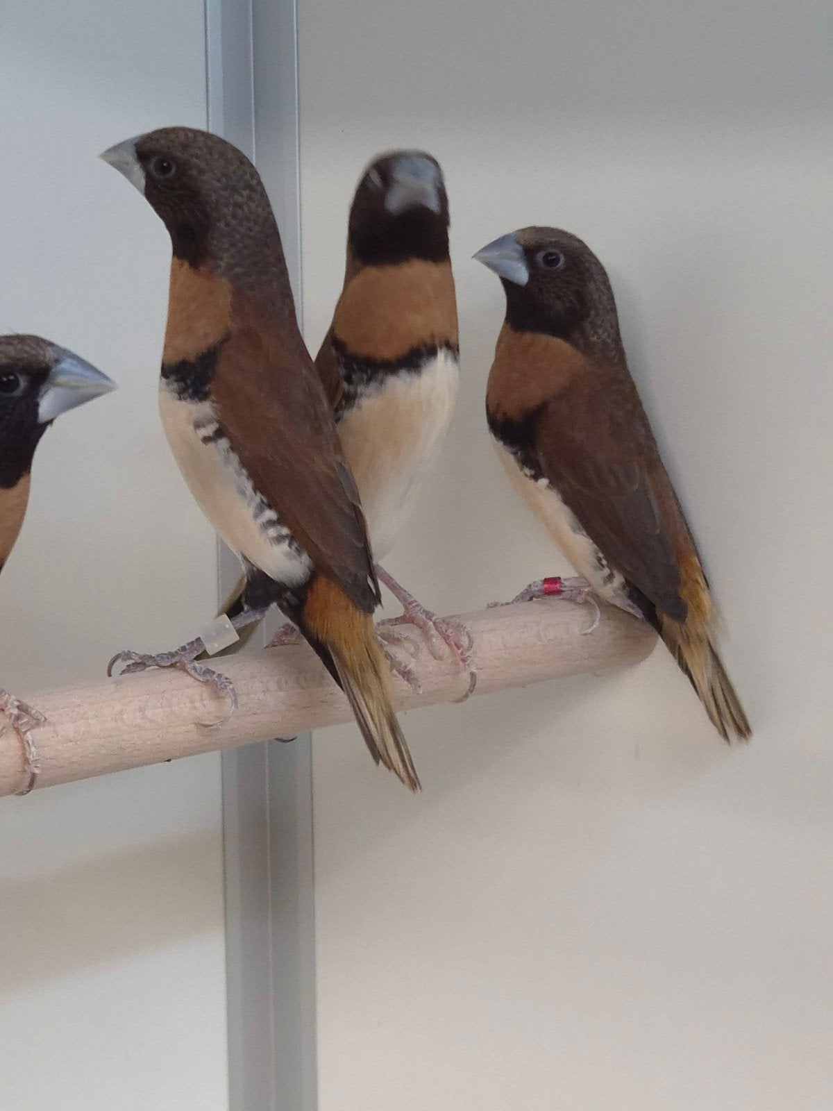 3-3 Bruinborst rietvinken, Dieren en Toebehoren, Meerdere dieren, Tropenvogel, Geringd