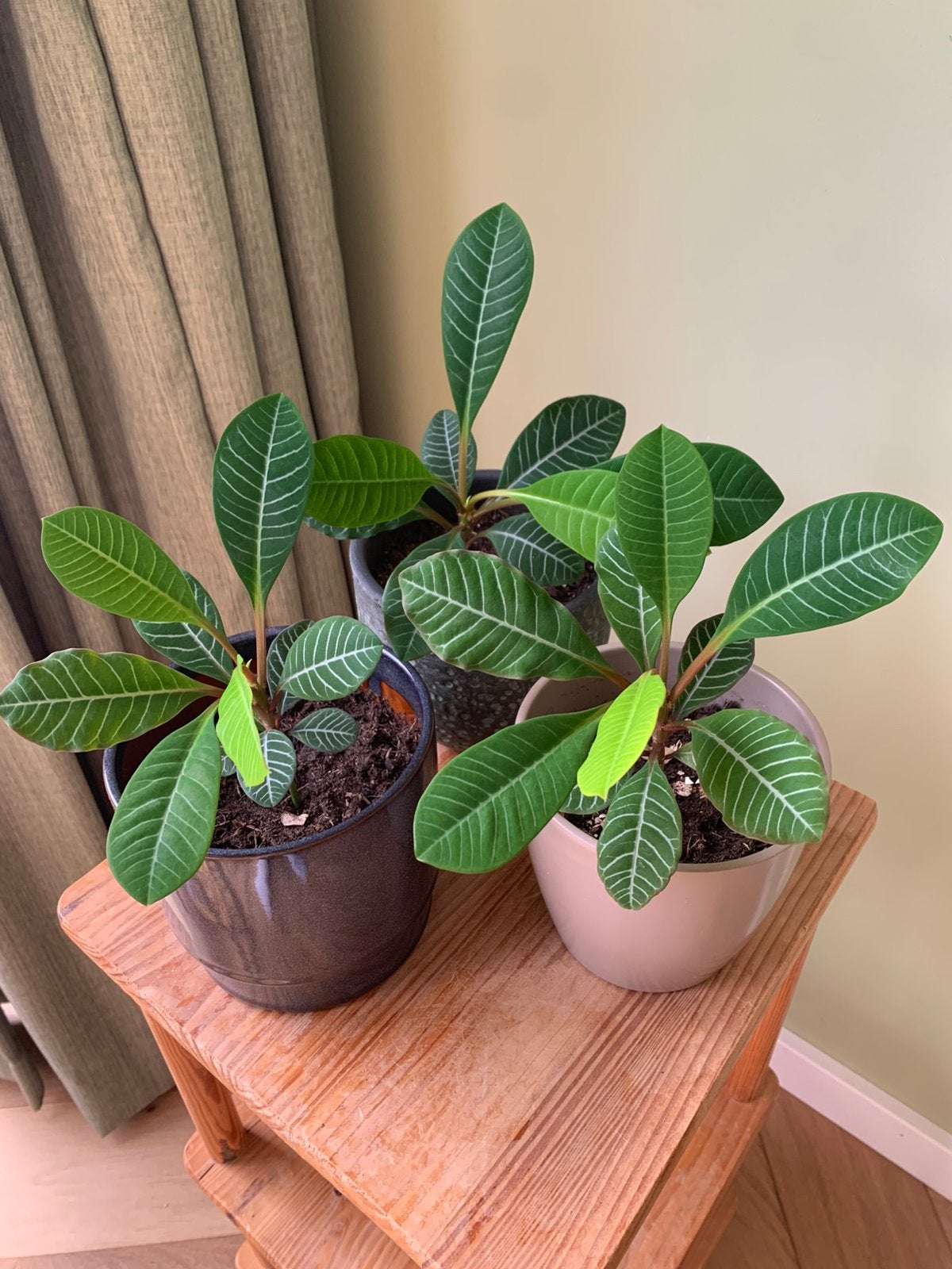 Madagascar Jewel plant met pot, Ophalen, Halfschaduw, Minder dan 100 cm