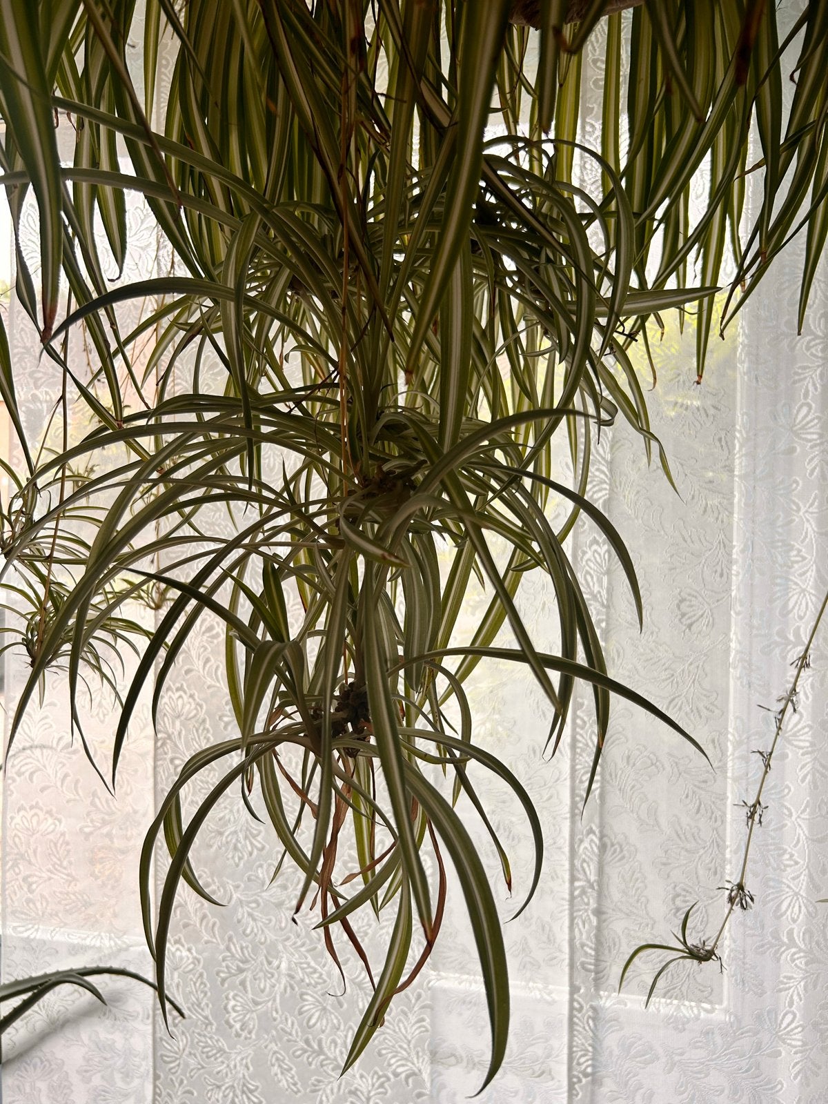 Graslelie stekjes. GRATIS. Of plantjes 0,50 of 4 v 1,50, Overige soorten, In pot, Minder dan 100 cm, Groene kamerplant