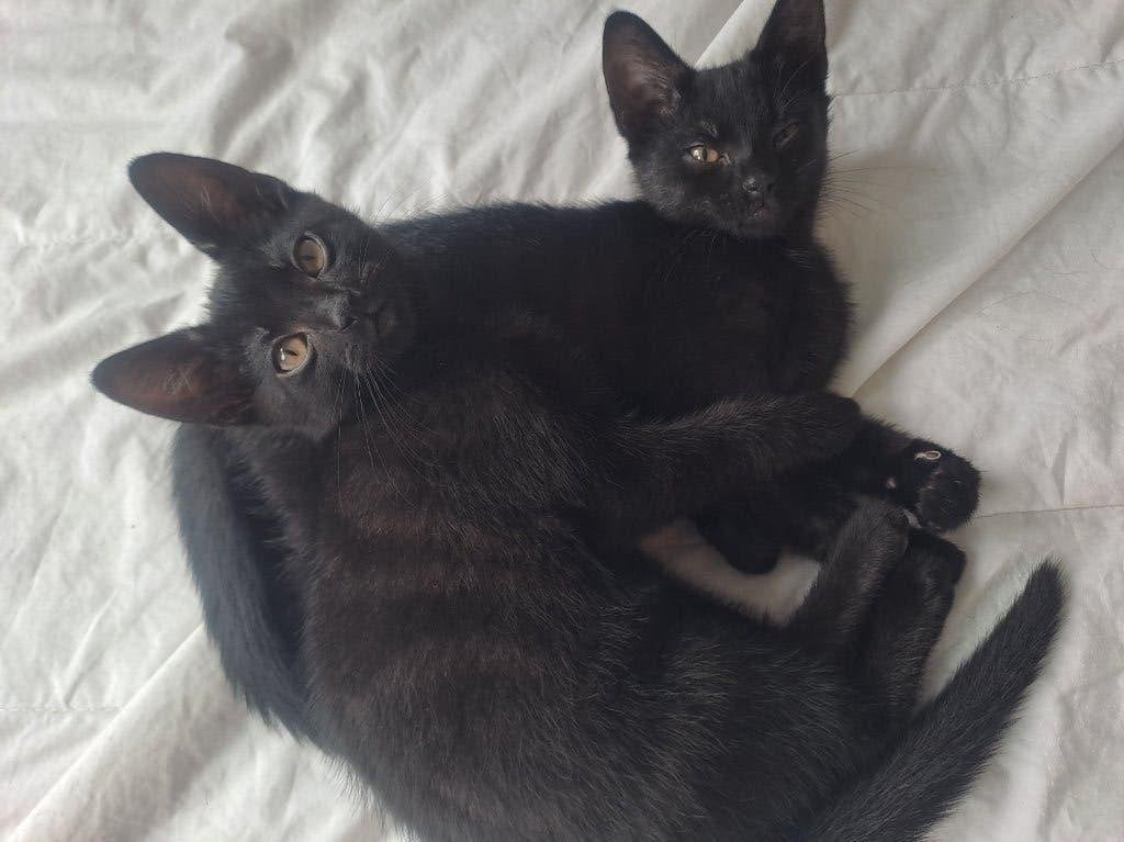 Milo &Lun (jongen/meisje) poezen, Dieren en Toebehoren, Poes, Kortharig, 0 tot 2 jaar