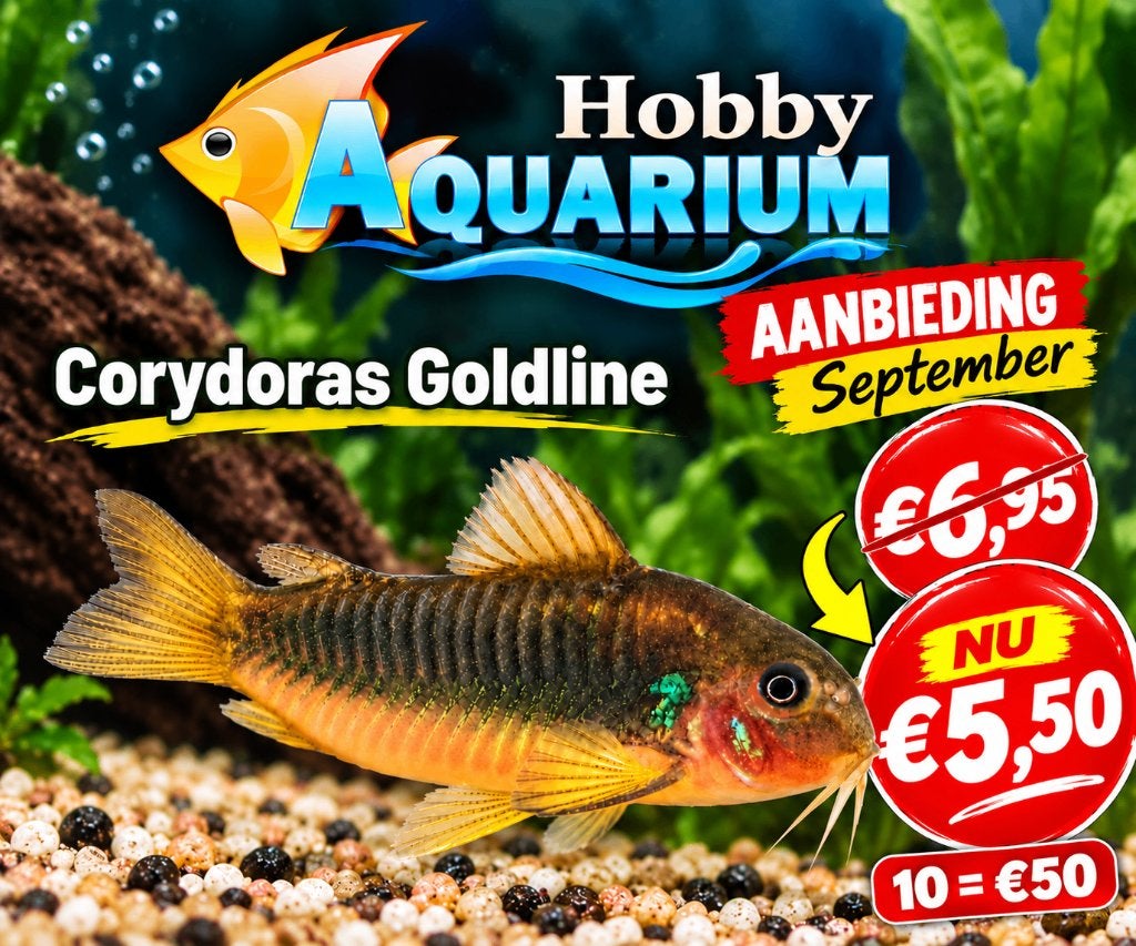 Corydoras Goldline aanbieding Zaterdag 26 September 10/17uur, Vis, Zoetwatervis, Schoolvis
