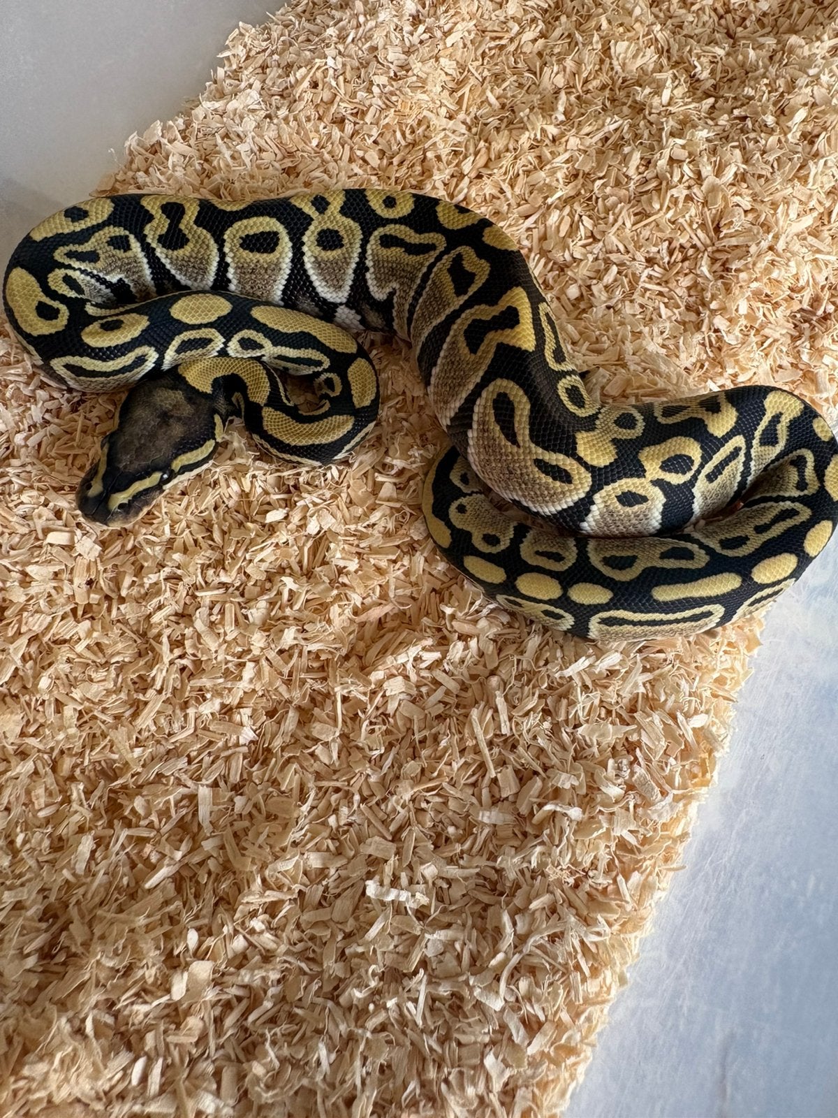 Desert Ghost vrouwtje koningspython ballpythons, Dieren en Toebehoren, Slang, 0 tot 2 jaar