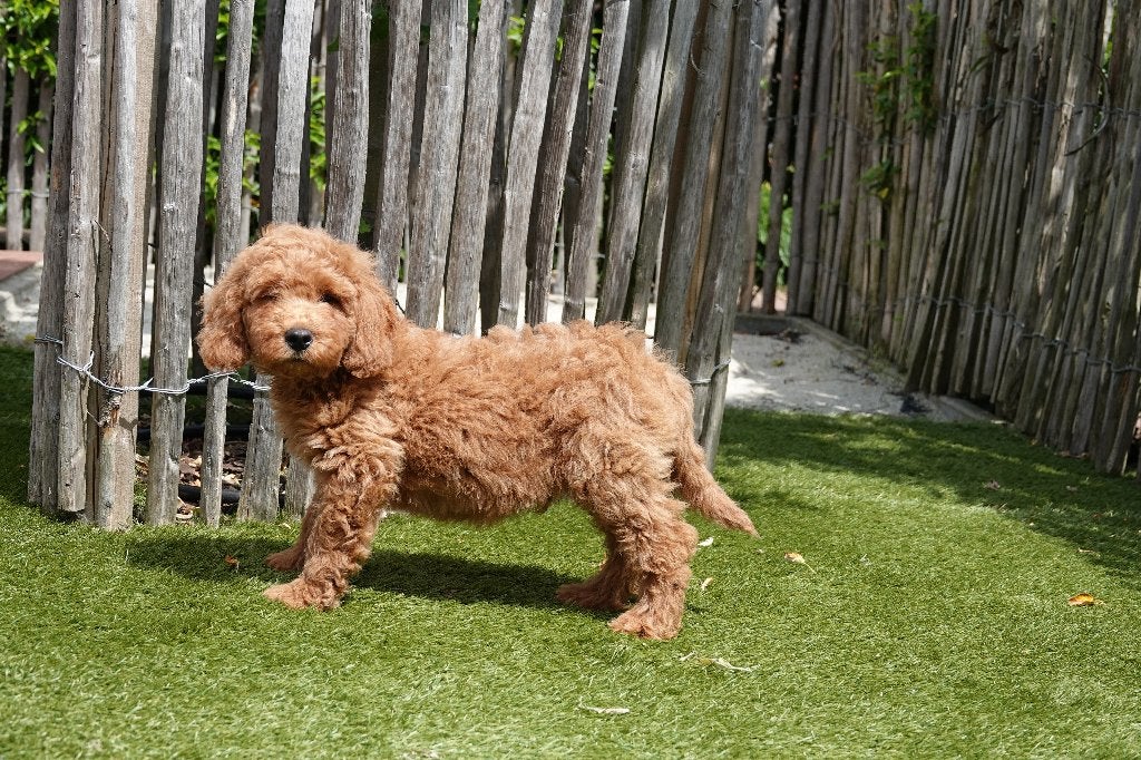 Prachtige medium Labradoodle pups, met stamboom, Parvo, België, Overige rassen, 8 tot 15 weken