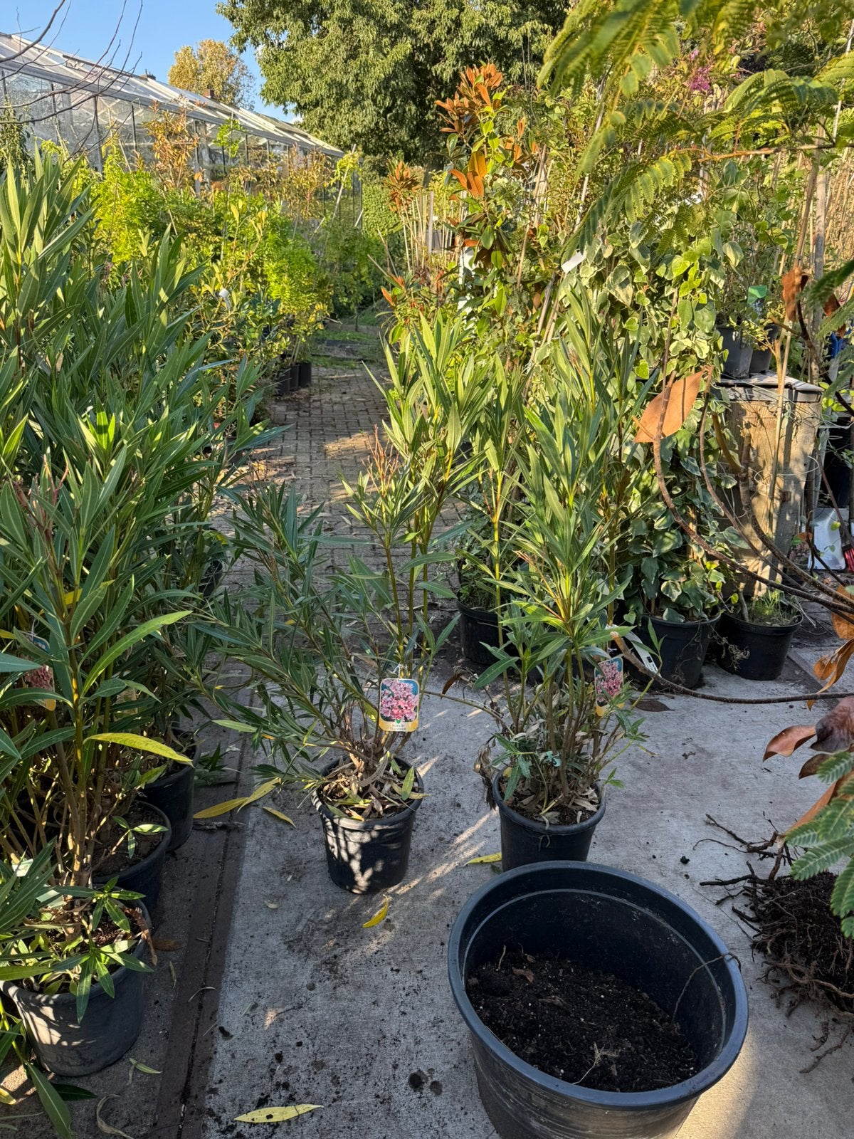 Goedkoopste van marktplaats orleanders rood/roze 130 cm, Ophalen, Zomer, Vaste plant, Volle zon