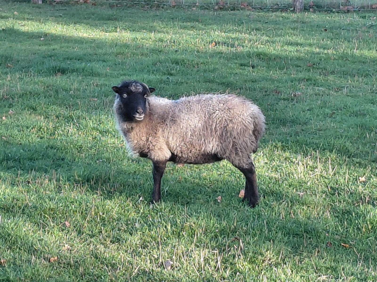 2x ouessant schaap, Dieren en Toebehoren