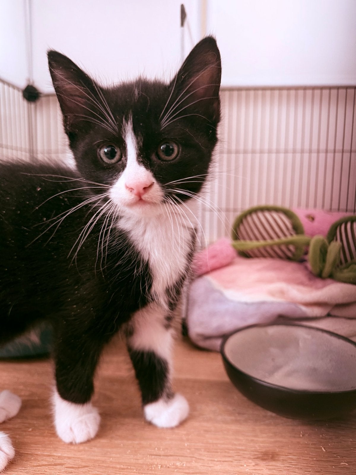 Foto 3 van Kittens mogen het nestje verlaten.