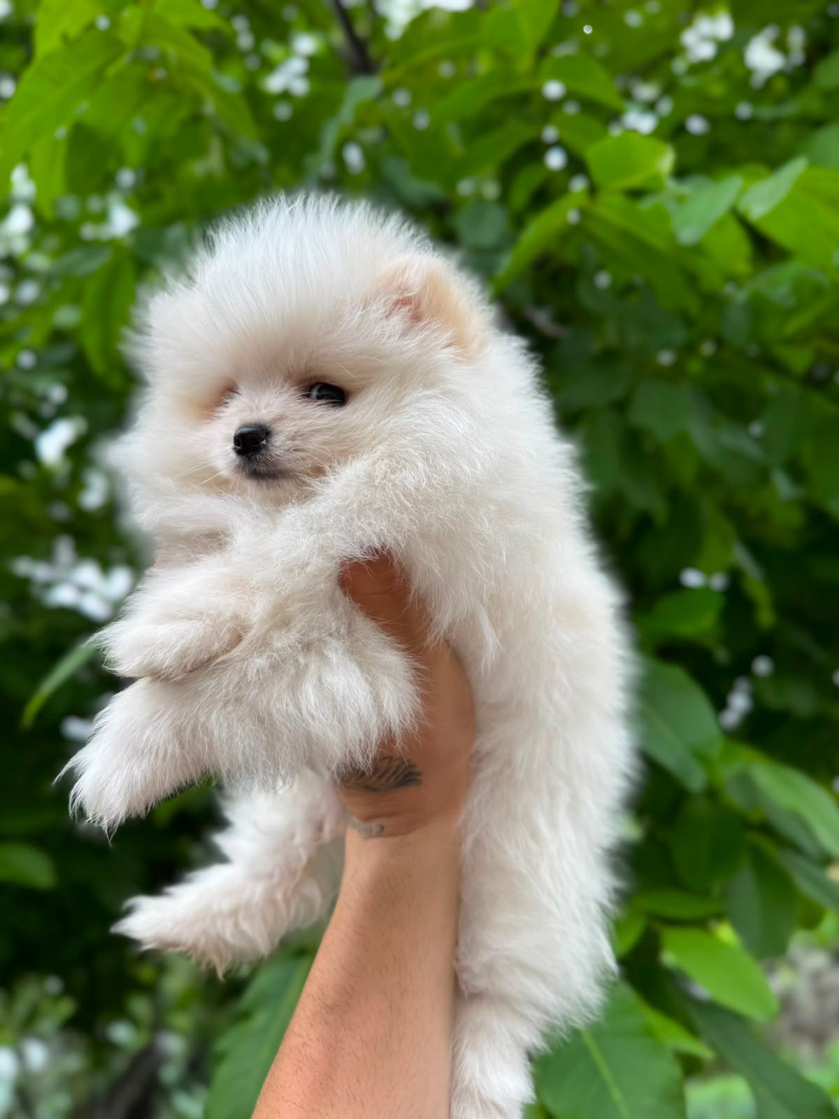 Prachtige mini pomeriaan pups(bear face), Dieren en Toebehoren, Honden | Poolhonden, Keeshonden en Oertypen, België, Particulier