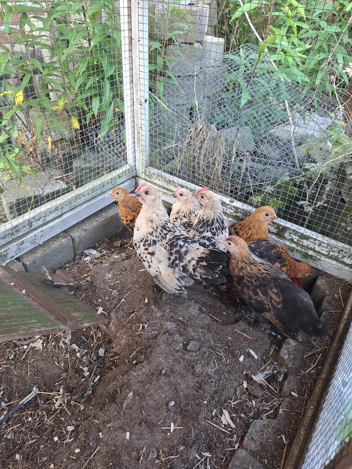 Sabelpootkriel kuikens (3 haantjes, 2 hennentjes), Dieren en Toebehoren, Mannelijk, Kip