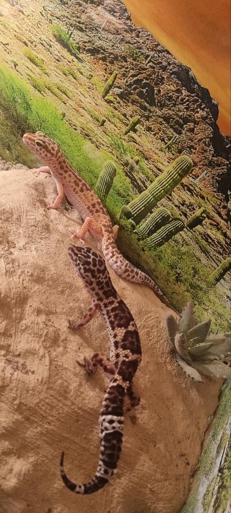 Luipaard gecko Leopard Gecko - unknown for sale from Harm