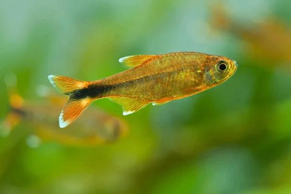 Hasemania Nana - Koperzalm, Dieren en Toebehoren, Vissen | Aquariumvissen, Vis, Zoetwatervis