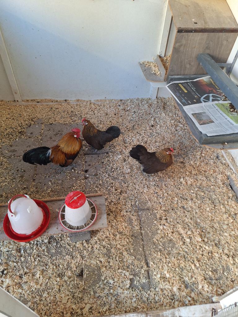 mooi trio patrijsjes 9 mnd oud met voer, Meerdere dieren, Kip