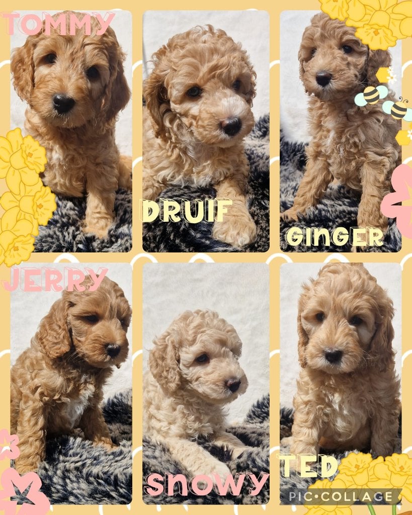 Australian labradoodle alf2 pups, Parvo, Overige rassen, 8 tot 15 weken, Meerdere