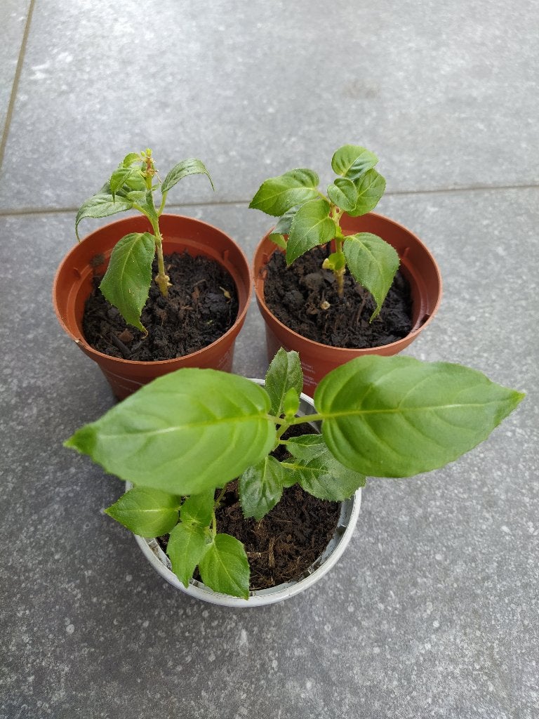 Te koop: fuchsia ‘Celia Smedley’ stekken, Ophalen, Vaste plant, Overige soorten, Volle zon