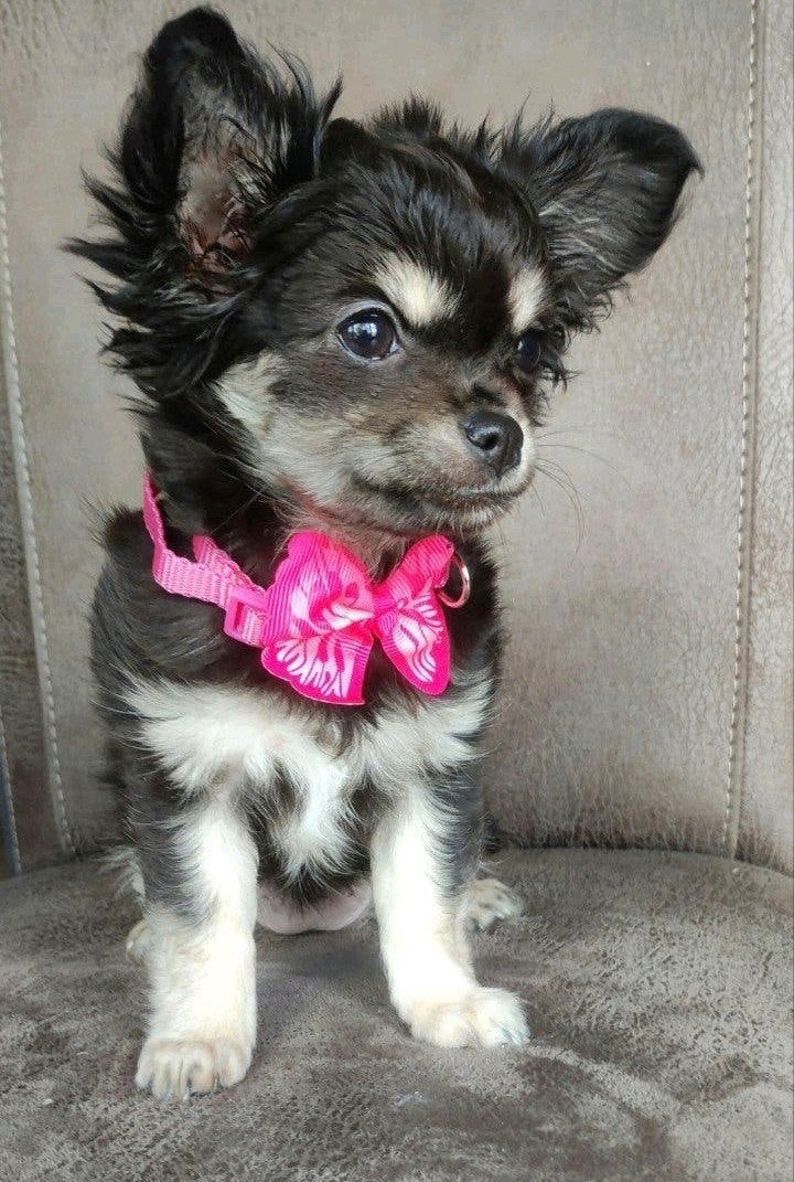 Chihuahua teefje black and tan lh, Dieren en Toebehoren, CDV (hondenziekte), 8 tot 15 weken, Teef, Eén hond