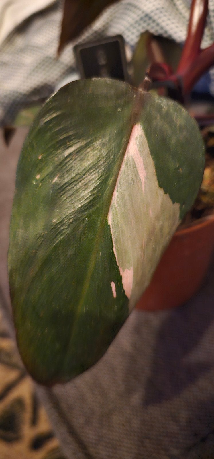 Philodendron white variegata, Huis en Inrichting, Kamerplanten, Ophalen, In pot, Halfschaduw, Minder dan 100 cm