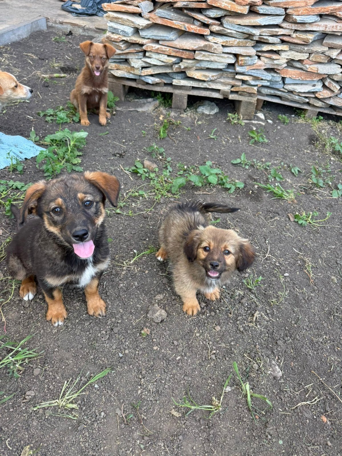 Teefje puppy adoptiehond herplaatser, Dieren en Toebehoren, Particulier, 15 weken tot 1 jaar, Overige rassen, Buitenland