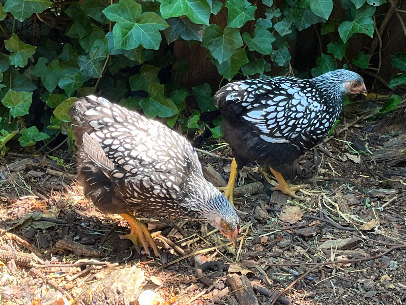 Jonge leghennen Wyandotte 11 weken, Dieren en Toebehoren, Pluimvee, Vrouwelijk, Kip