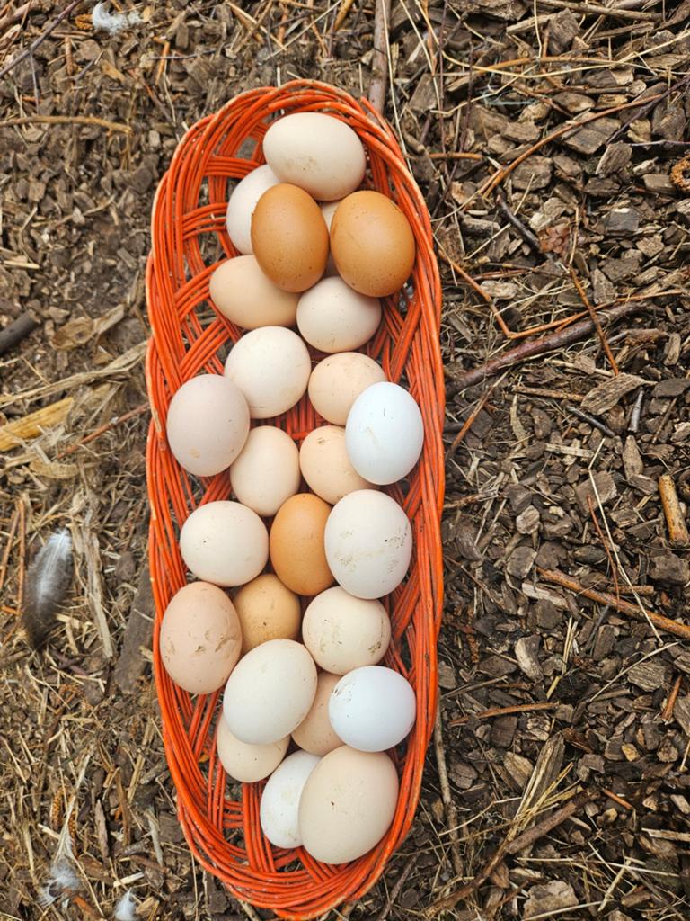 Biologisch  eieren,, Ophalen of Verzenden