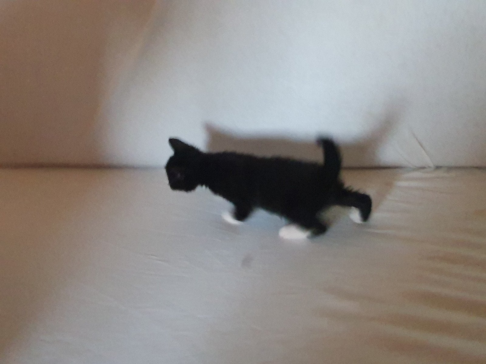 Boerderij Kittens, Meerdere dieren
