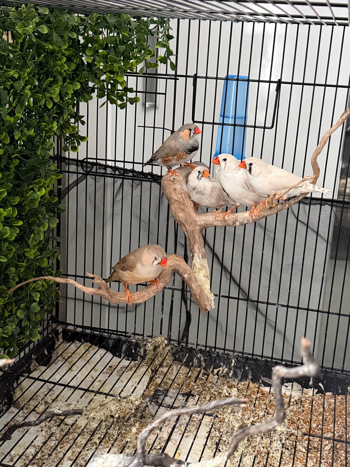Zebra finch family for free