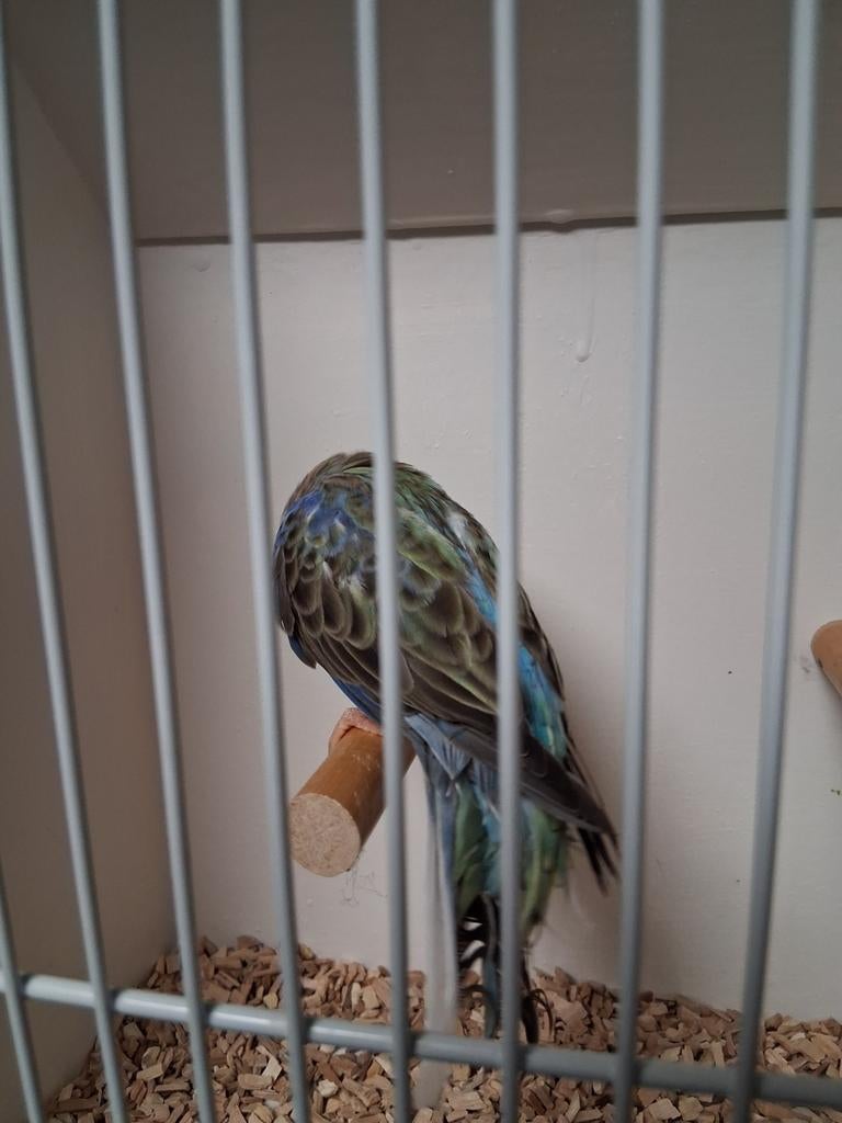 Mooie blauwe bourks pop, Vrouwelijk, Parkiet
