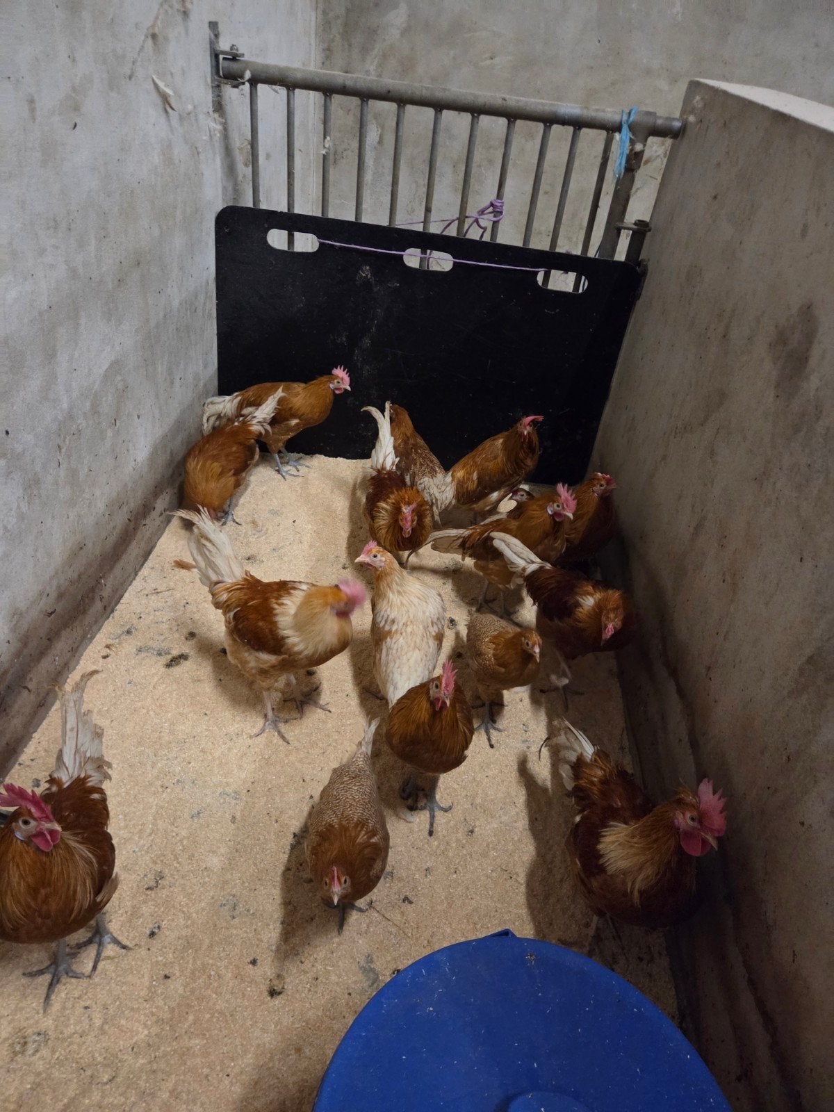 Friese hoen hanen, Dieren en Toebehoren, Pluimvee, Mannelijk, Kip