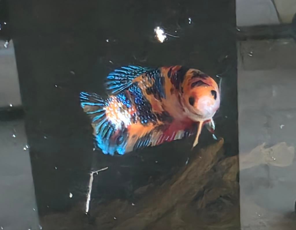Beta vissen, Dieren en Toebehoren, Vis