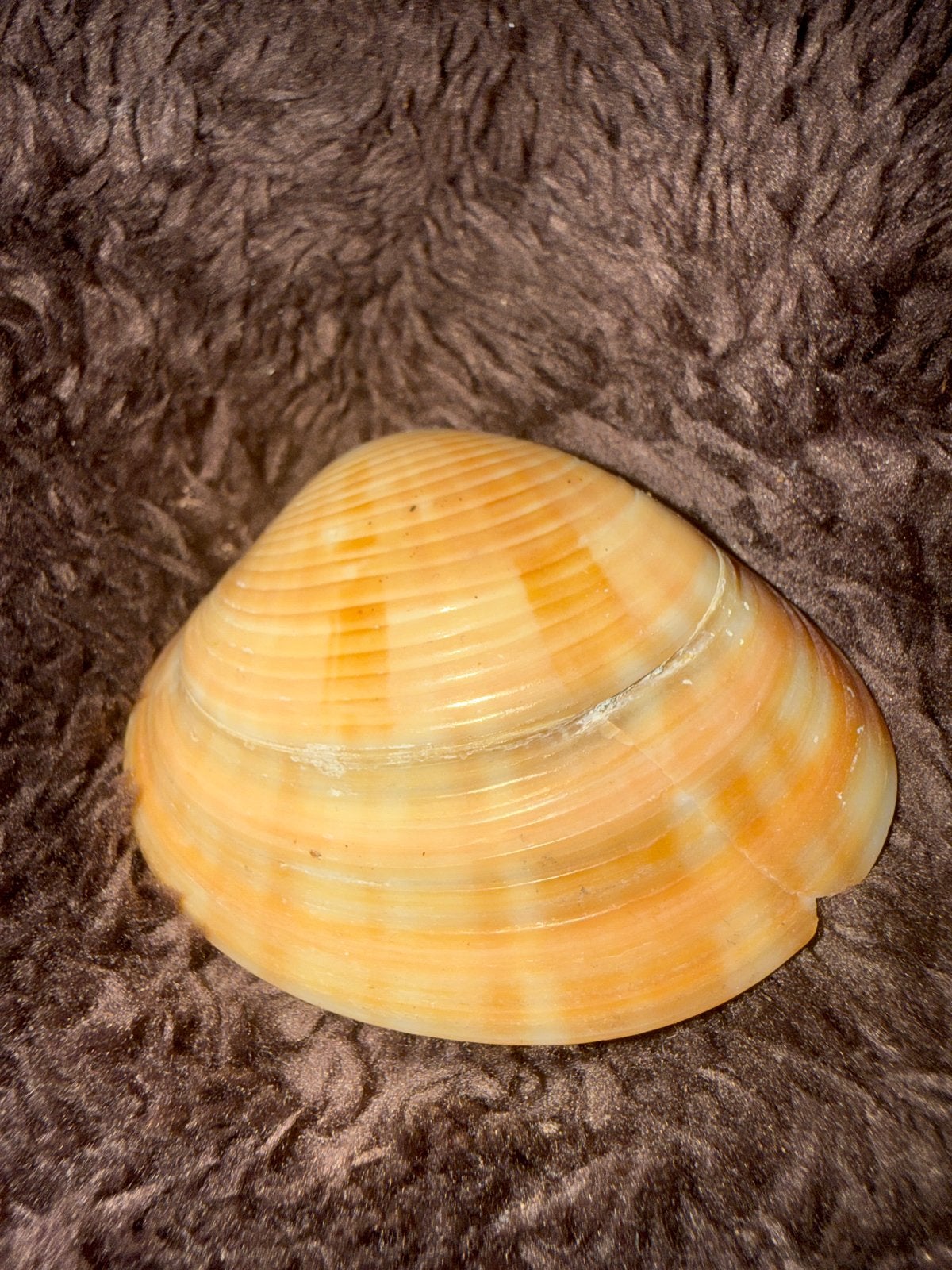 Mooie grote schelp - decoratie, Ophalen of Verzenden, Zo goed als nieuw