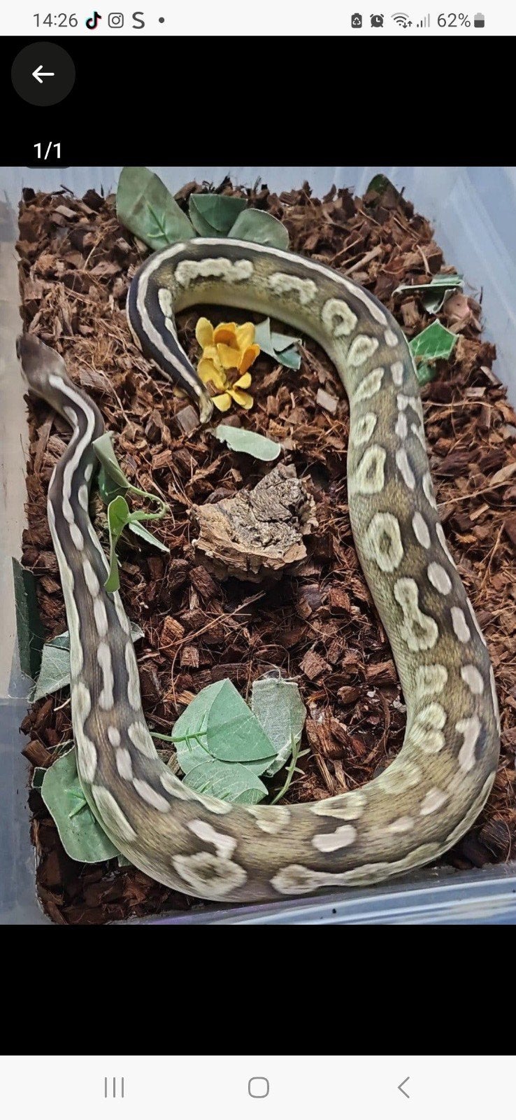 trio koningspythons, Dieren en Toebehoren, Reptielen en Amfibieën, Slang, 0 tot 2 jaar