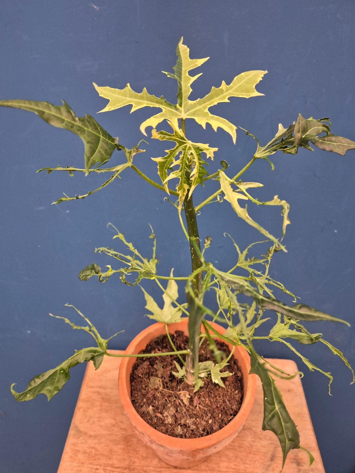 Cnidoscolus aconitifolius Variegata p14 (2), Ophalen of Verzenden, Halfschaduw, Minder dan 100 cm