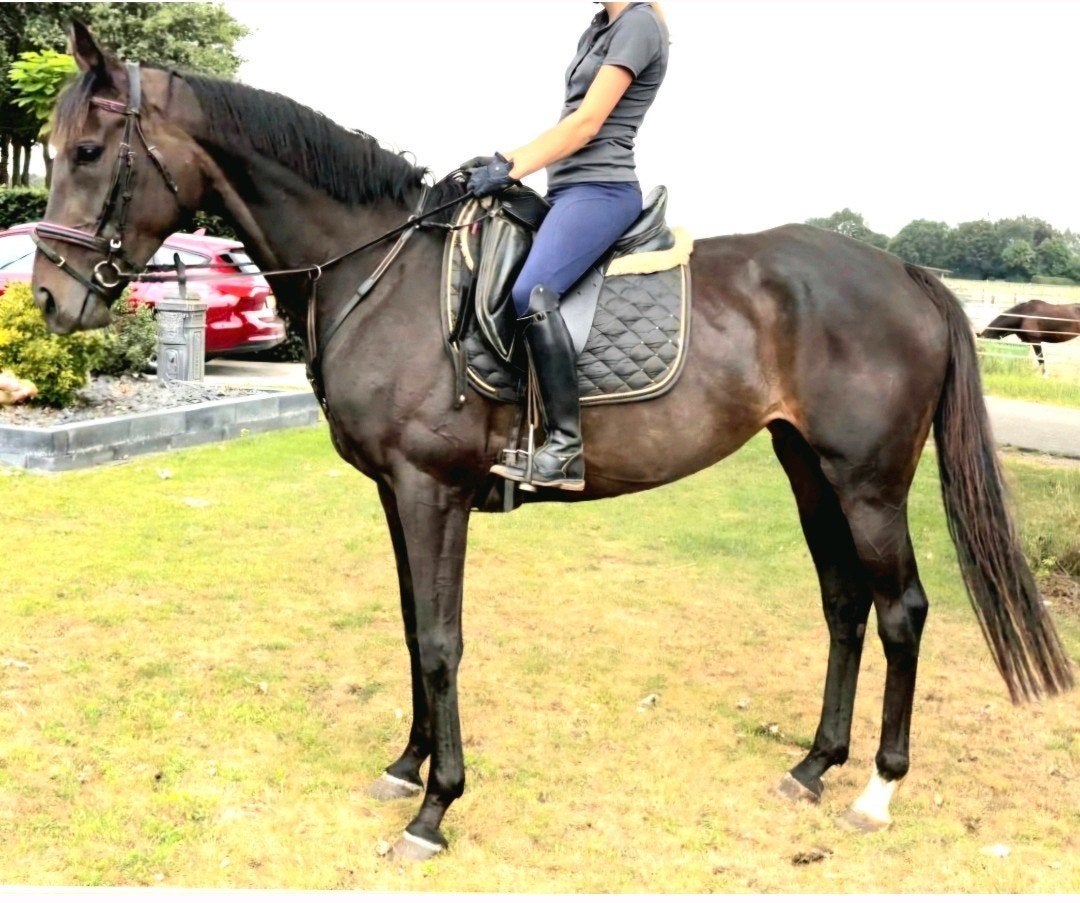 Brave talentvolle 6 jr allrounder 1,72m(recr-manege-sport), Dieren en Toebehoren, Paarden, Merrie, Recreatiepaard, Met stamboom