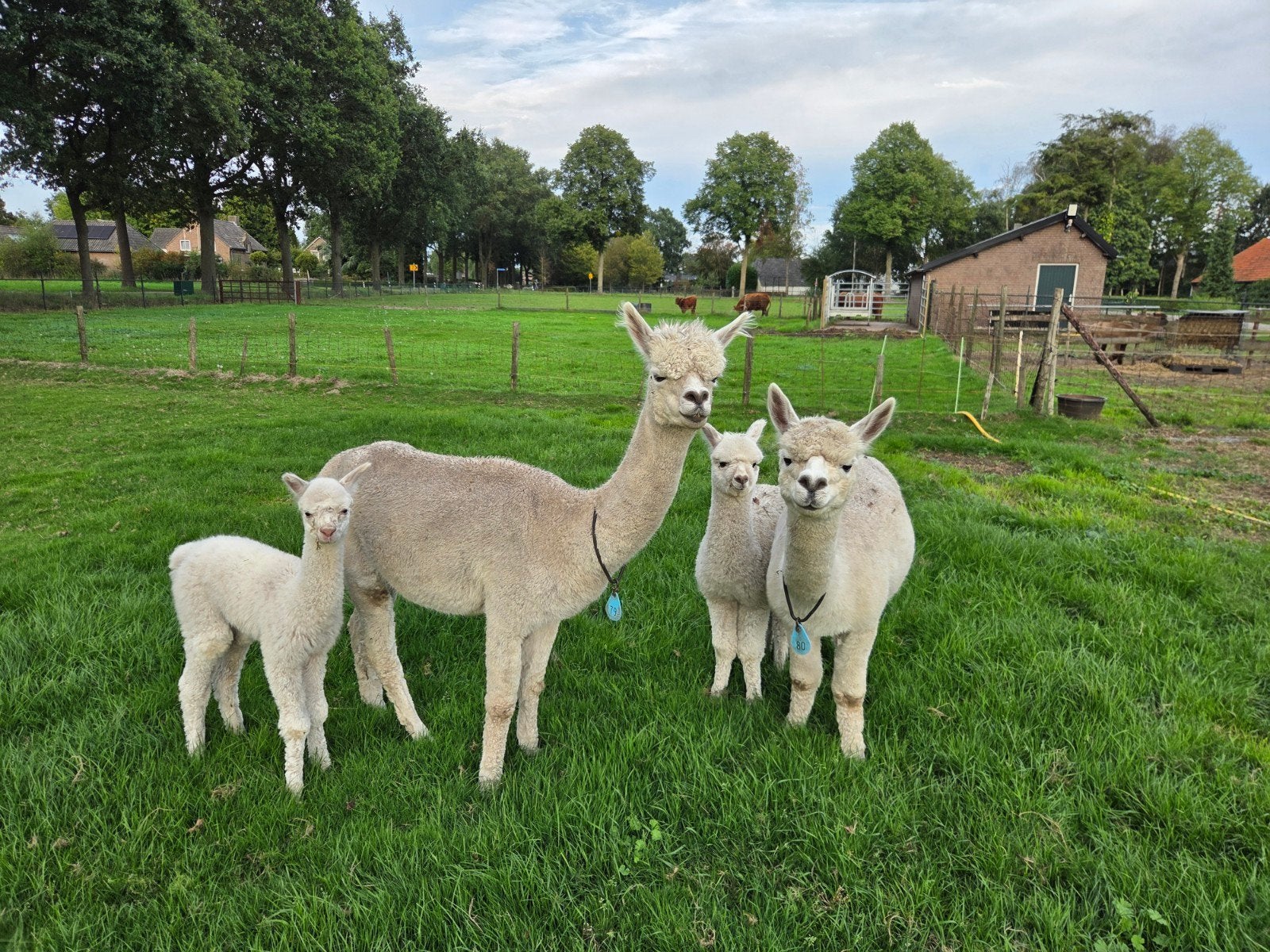alpaca  merrie,s met veulens aan de voet.