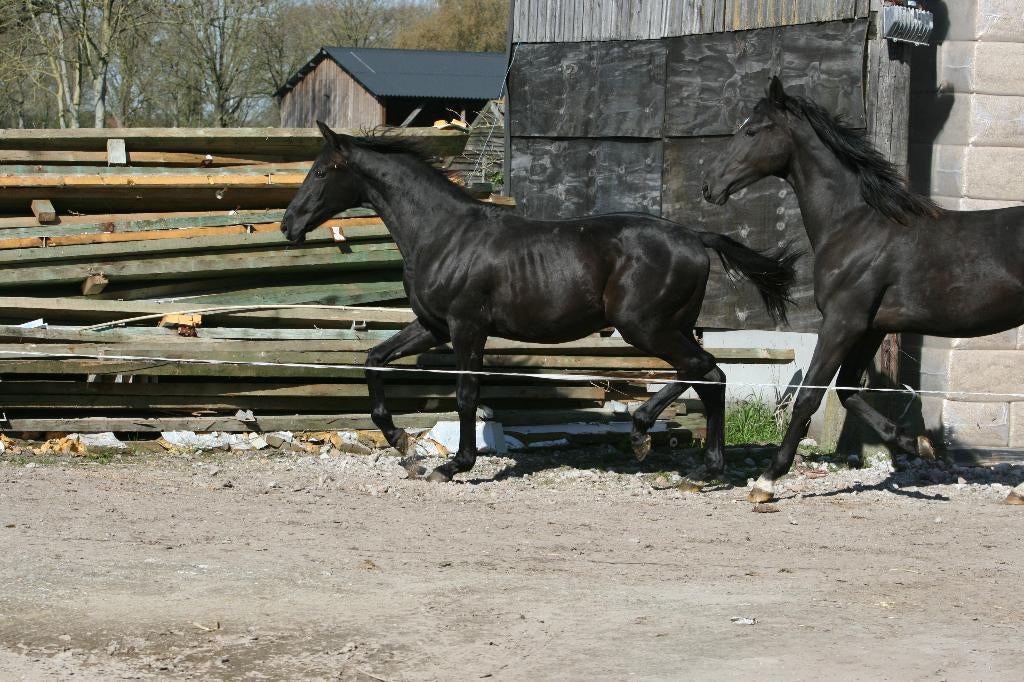twee goedbewegende dressuur jaarlinghengsten, Dieren en Toebehoren, Paarden, Met stamboom, Niet van toepassing, Dressuurpaard