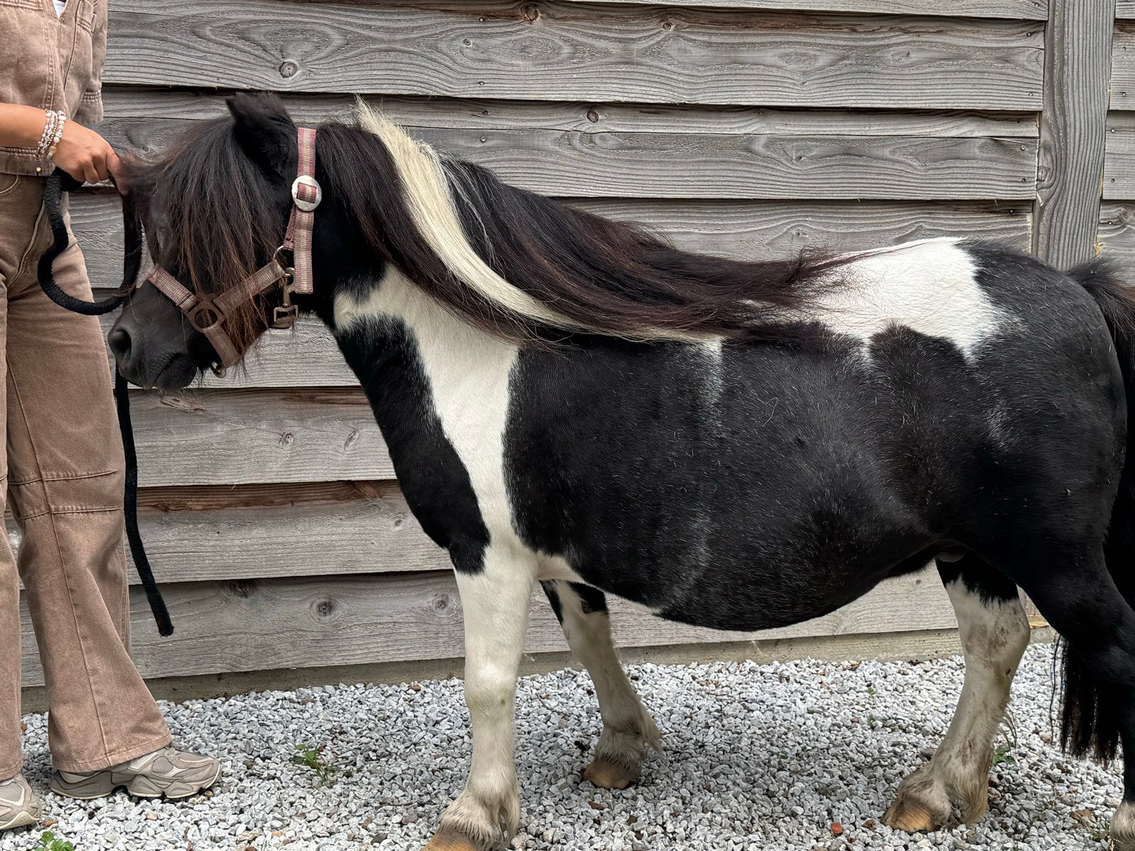 Shetlander merrie, Merrie, A pony (tot 1.17m)