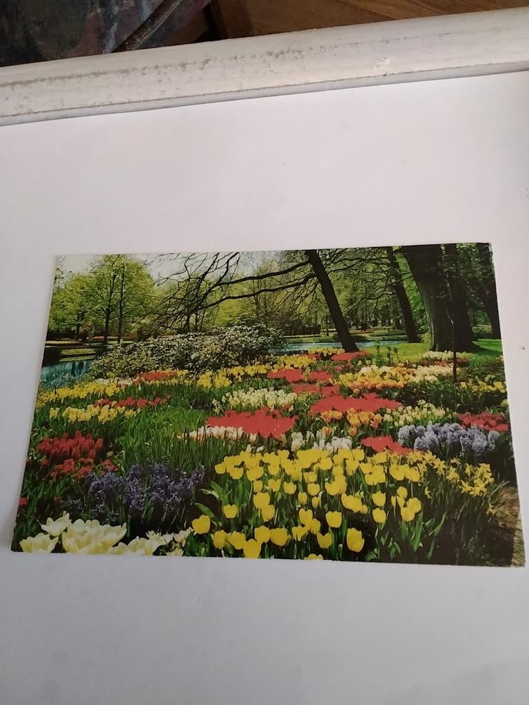 KEUKENHOF LISSE, Ophalen of Verzenden