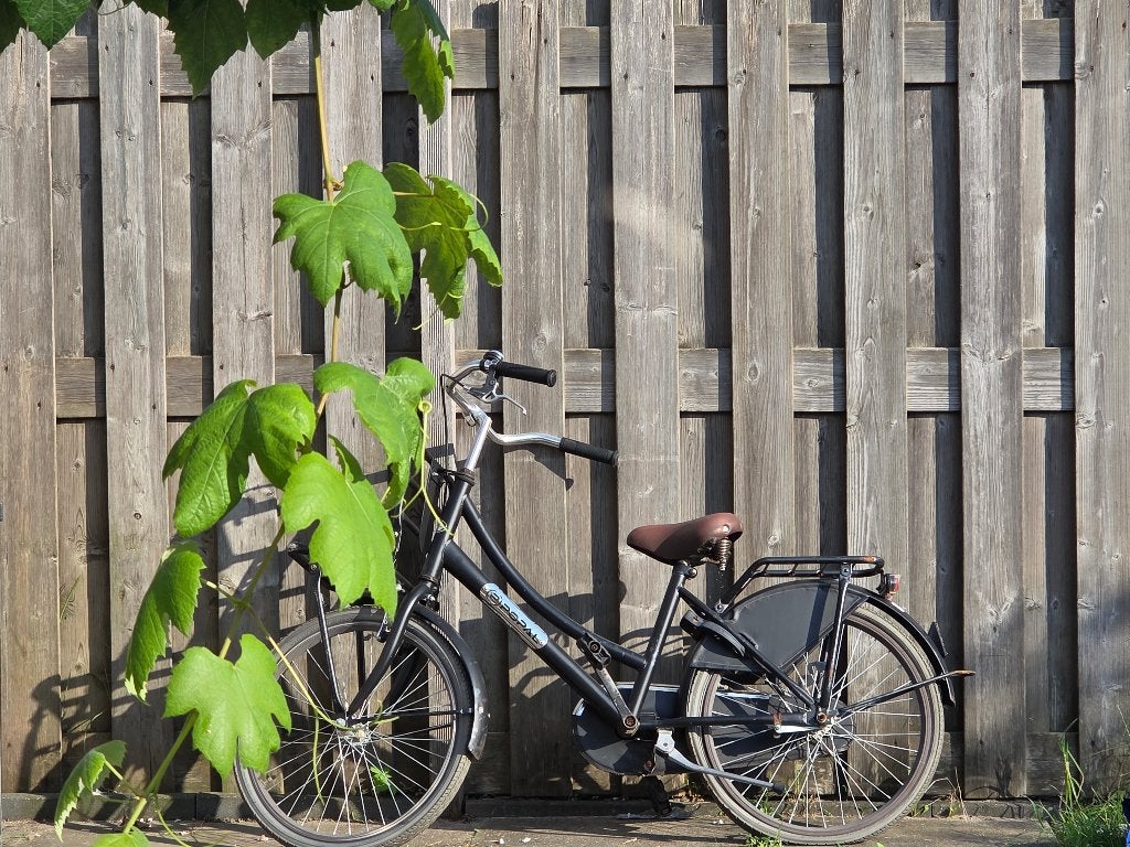 Fiets popal, Ophalen, Terugtraprem, 22 inch, Gebruikt
