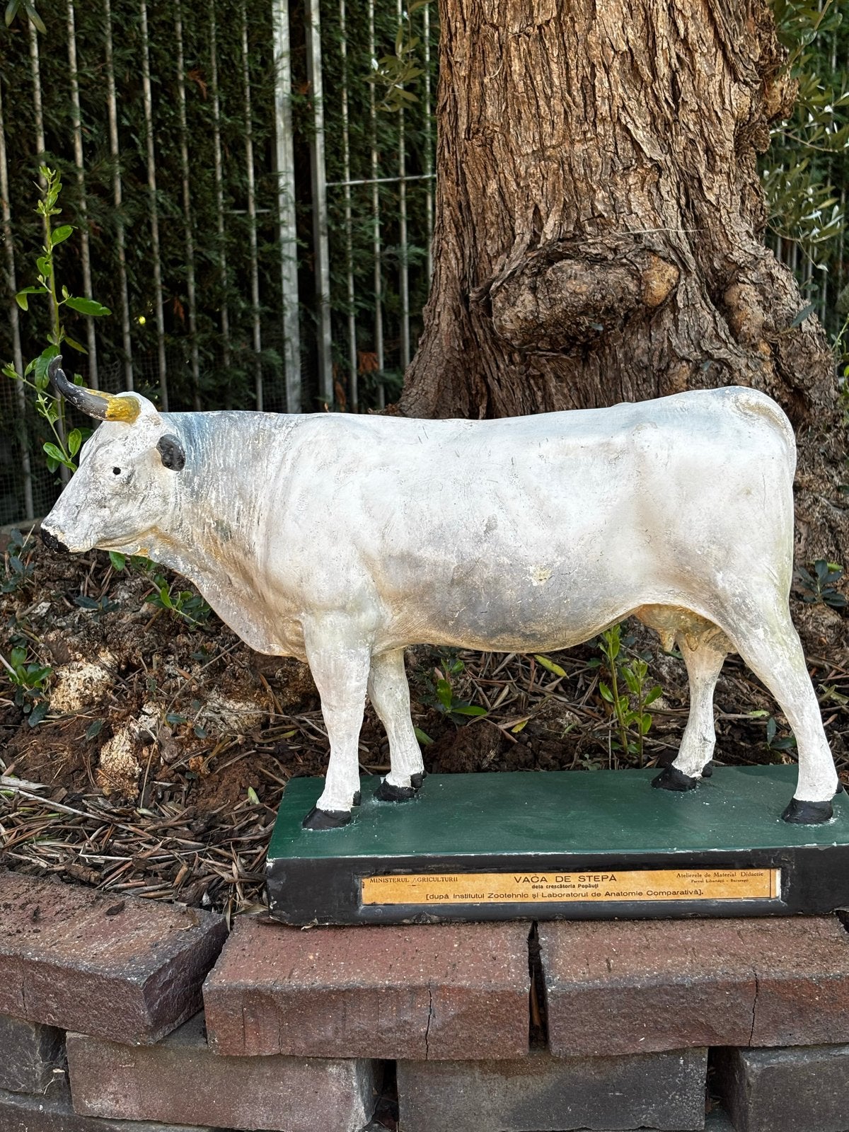 Vintage koe Beeld - Vaca de Stepă - 40x50 cm, Ophalen, Gebruikt, Dier