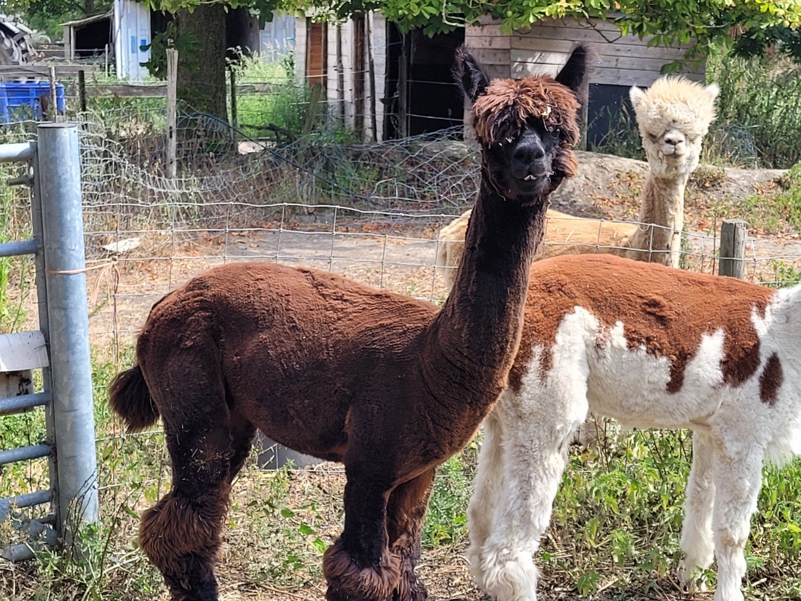 alpaca hengst, April, Mannelijk