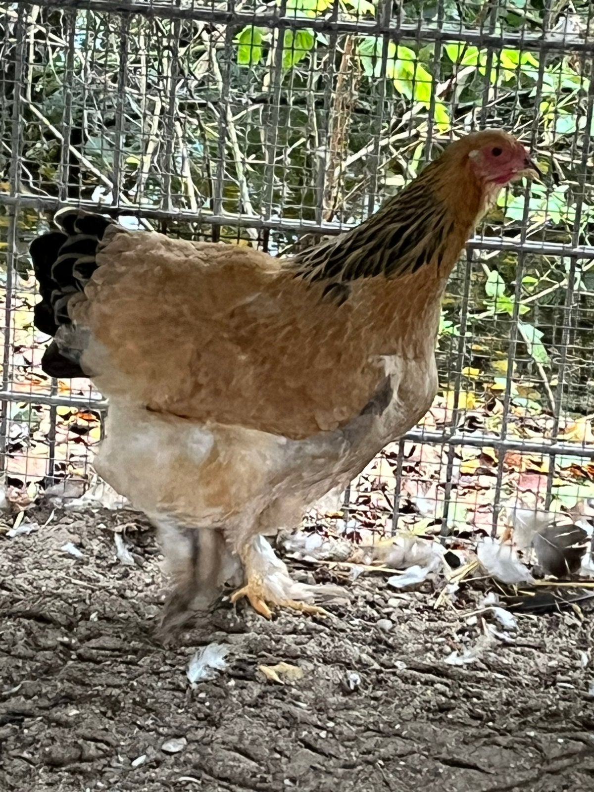 Brahma groot, Meerdere dieren, Kip